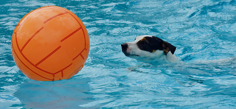 Mantenimiento de piscinas petfriendly - Parte 1